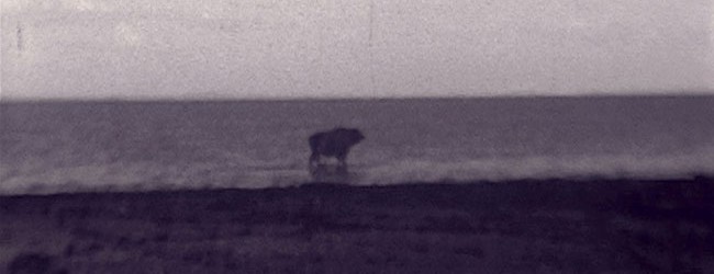 Incontro con gli autori di Anita