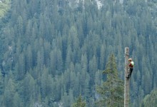 Alberi che camminano