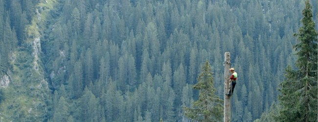 Alberi che camminano