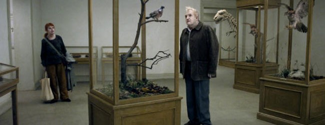 Un piccione seduto su un ramo riflette sull’esistenza