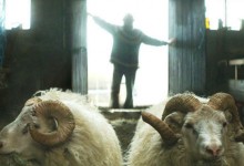 Rams – Storia di due fratelli e otto pecore