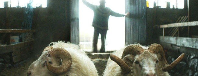 Rams – Storia di due fratelli e otto pecore