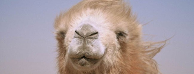 La storia del cammello che piange (2004)