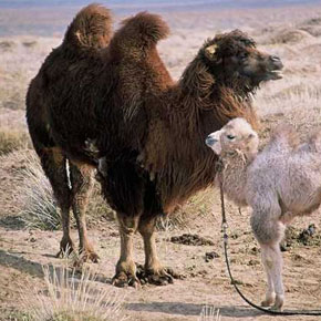 mediacritica_la_storia_del_cammello_che_piange_290