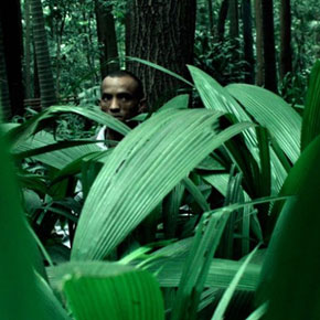 mediacritica_mata_atlantica_290